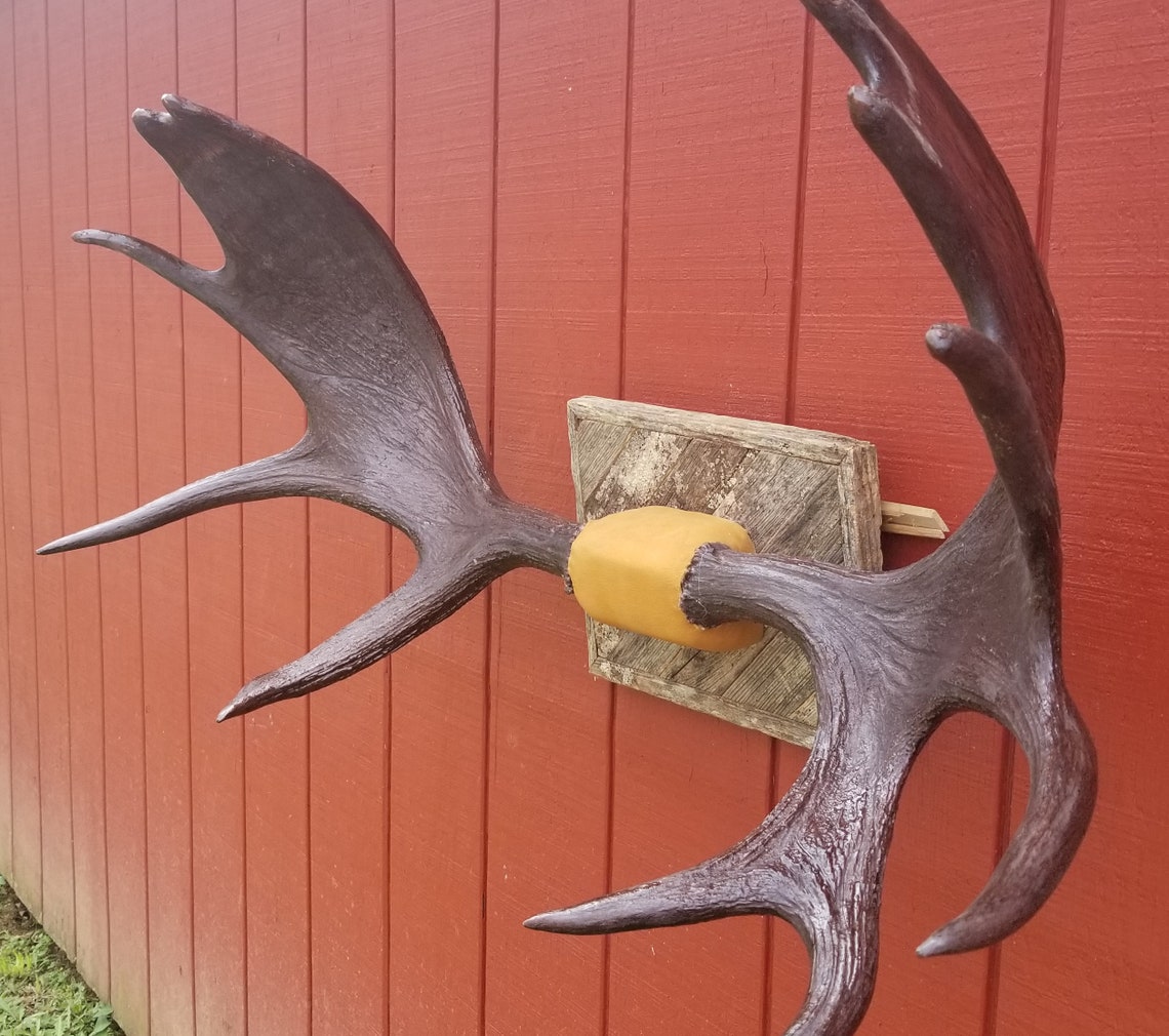 Professionally Mounted Authentic Moose Antler Sheds Etsy