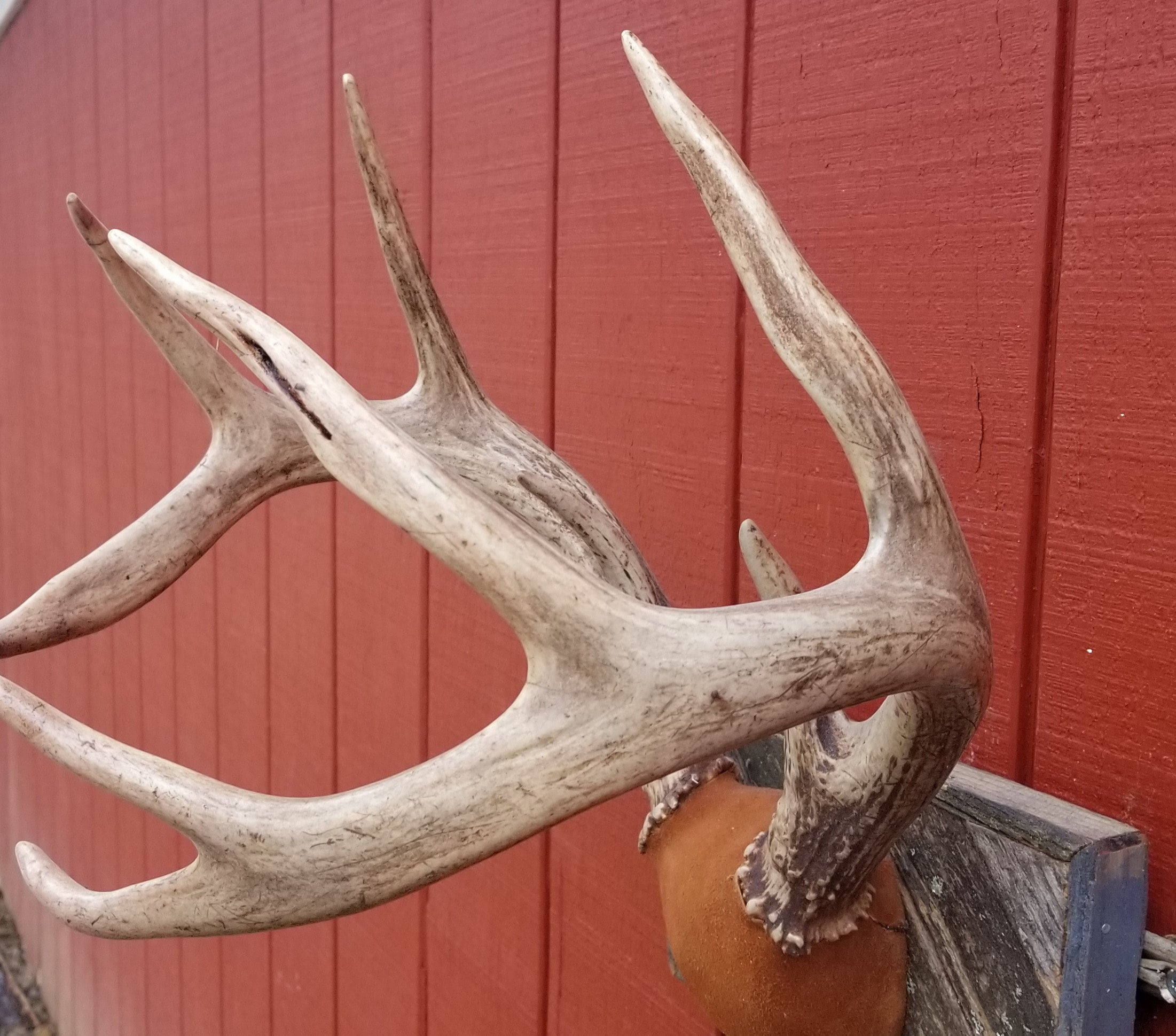 Large set of professionally mounted white tail deer antlers Etsy