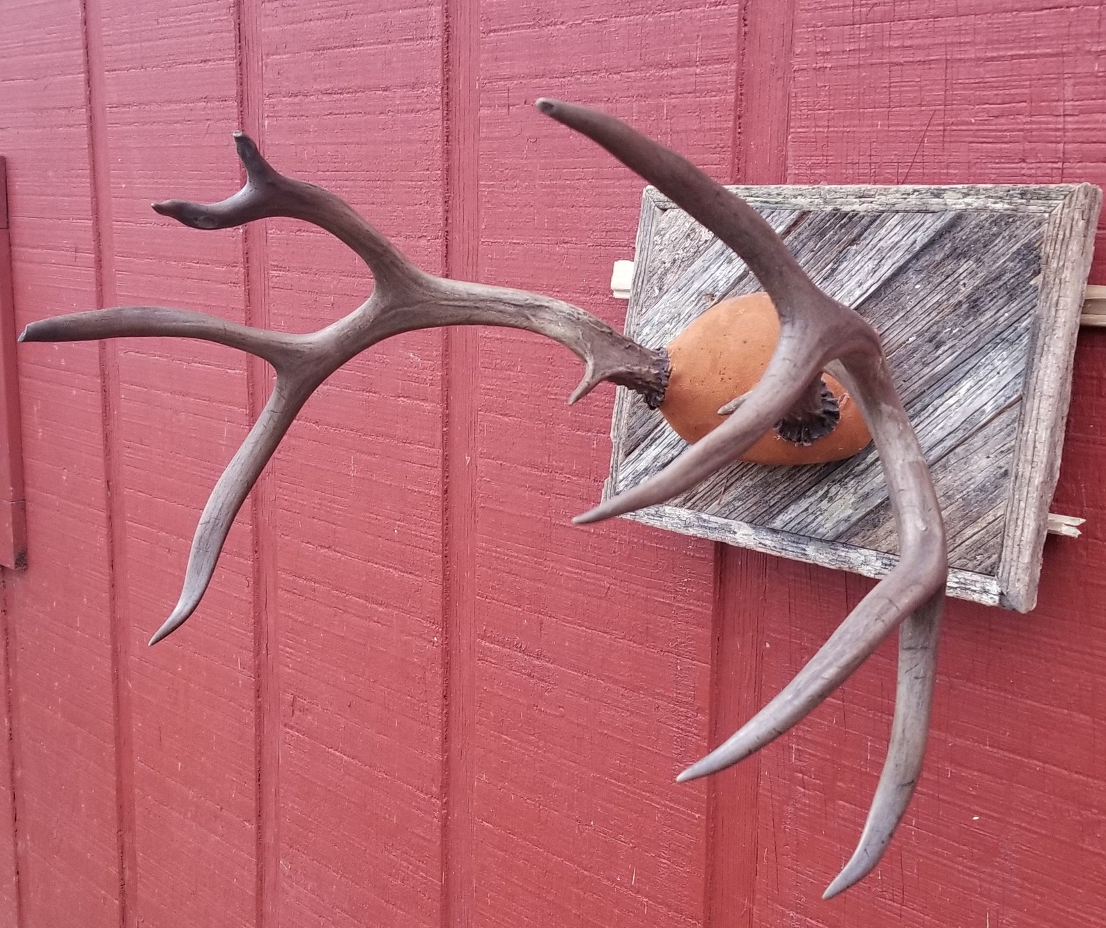 Medium Set of Professionally Mounted Mule Deer Antlers Etsy