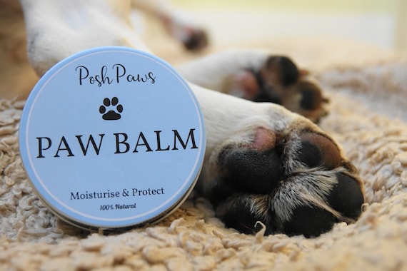 dog paw protection
