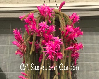 Disocactus flagelliformis - Rat's Tail Cactus, Flor de Látigo, Floricuerno, Junco, Junquillo, Nopalillo 5X 4" Succulent Cuttings Unrooted