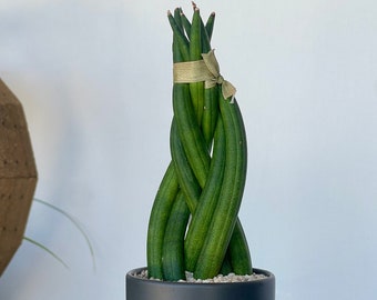 Sansevieria cylindrica Braided Snake Plant - Small Rooted Plant