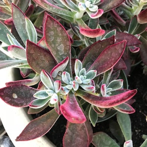May include: A close-up of a succulent plant with green and red leaves. The leaves have a fuzzy texture and are arranged in a rosette pattern. The plant is in a white pot.