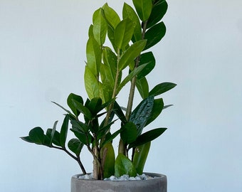 Zamioculas Zamiifolia, ZZ plant Indoor Rooted Succulent Plant