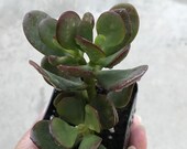 Crassula ovata Minima, Small Jade, Miniature Jade, Baby Jade, Dwarf Jade Money Tree Plant, Jade Tree Lucky Plant 2 quot Rooted Succulent