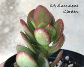 Crassula ovata, Red Jade, Akai Jade, Money Tree, Money Plant, Jade Plant, Friendship Tree, Lucky Plant, Rare 4 quot Rooted Succulent
