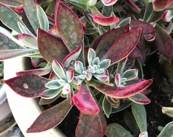 Echeveria harmsii / pulvinata colorful unrooted rosette cutting