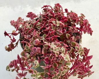 Crassula Marginalis Etsy