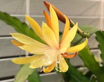 Disocactus macranthus Golden Orchid Cactus Unrooted Succulent Plant Cutting