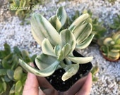 Crassula ovata obliqua variegated Tricolor Money Tree Money Plant Jade Plant Jade Tree Friendship Tree Lucky Plant 2 quot Rooted Succulent
