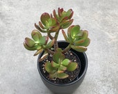 Crassula ovata, Red Jade, Akai Jade, Money Tree, Money Plant, Jade Plant, Friendship Tree, Lucky Plant, Rare 4 quot Rooted Succulent