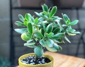 Crassula ovata obliqua Variegated Jade Plant Lemon 39 n Lime Rooted Succulent Cuttings 4 quot pot