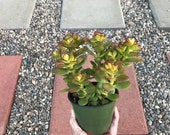 Crassula ovata Minima, Small Jade, Miniature Jade, Baby Jade, Dwarf Jade Money Tree Plant, Jade Tree Lucky Plant 4 quot Pot Rooted Succulent