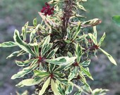 Euphorbia Milii - Red, Variegated Crown of Thorns, Tu y Yo - Unrooted Succulent Cactus Plant cutting 4 quot Rare