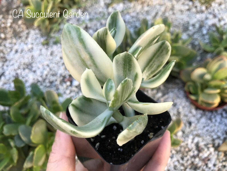 Crassula Ovata Obliqua Variegated Tricolor Money Tree Money Etsy - crass!   ula ovata obliqua variegated tricolor money tree money image 0