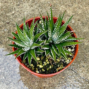 Haworthia fasciata Zebra Rooted Succulent Plant in a 4" pot