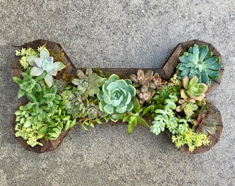 Hand-crafted Dog Bone-shaped Cedarwood Frame Empty or Planted with Succulents, Vertical Garden Art, Living Wall, Arrangement, Centerpiece