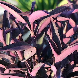 Tradescantia pallida, Purple Secretia, Purple Heart, Purple Queen Unrooted Plant Cuttings image 6