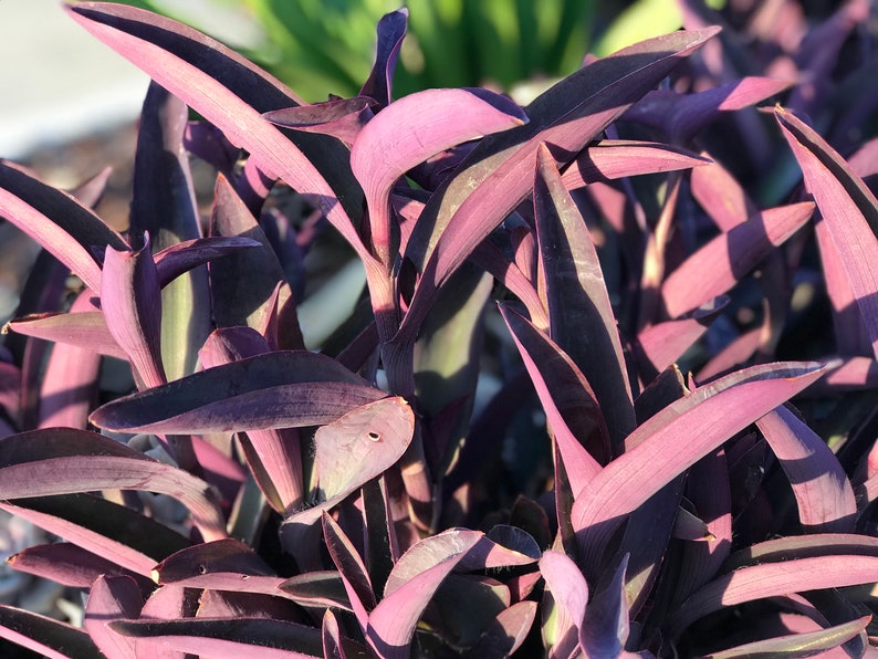 Tradescantia pallida, Purple Secretia, Purple Heart, Purple Queen Unrooted Plant Cuttings image 6