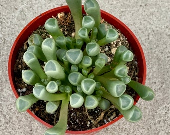 Baby toes succulents (Fenestraria rhopalophylla)  Rooted Succulent Plant