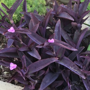 Tradescantia pallida, Purple Secretia, Purple Heart, Purple Queen Unrooted Plant Cuttings image 1