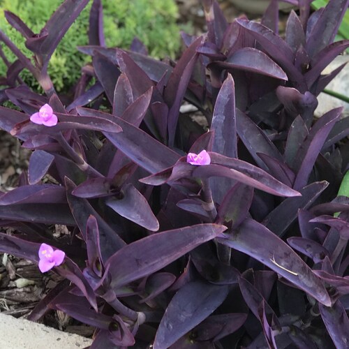 Tradescantia pallida, Purple Secretia, Purple Heart, Purple Queen Unrooted Plant Cuttings