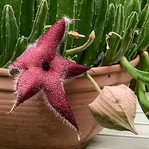 Stapelia grandiflora Star Fish Flower, Carrion Flower, Starfish Cactus, Unrooted Succulent Cuttings image 1