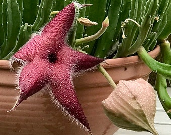 Stapelia grandiflora Star Fish Flower, Carrion Flower, Starfish Cactus, Unrooted Succulent Cuttings