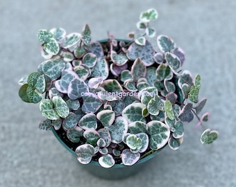 Variegated String of Hearts, Ceropegia woodii Spiller Trailing Succulent Plant 4" pot