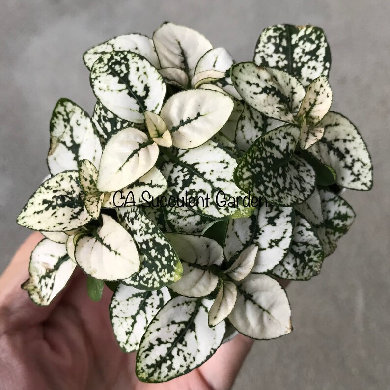 Polka dot plants Hypoestes phyllostachya White Splash