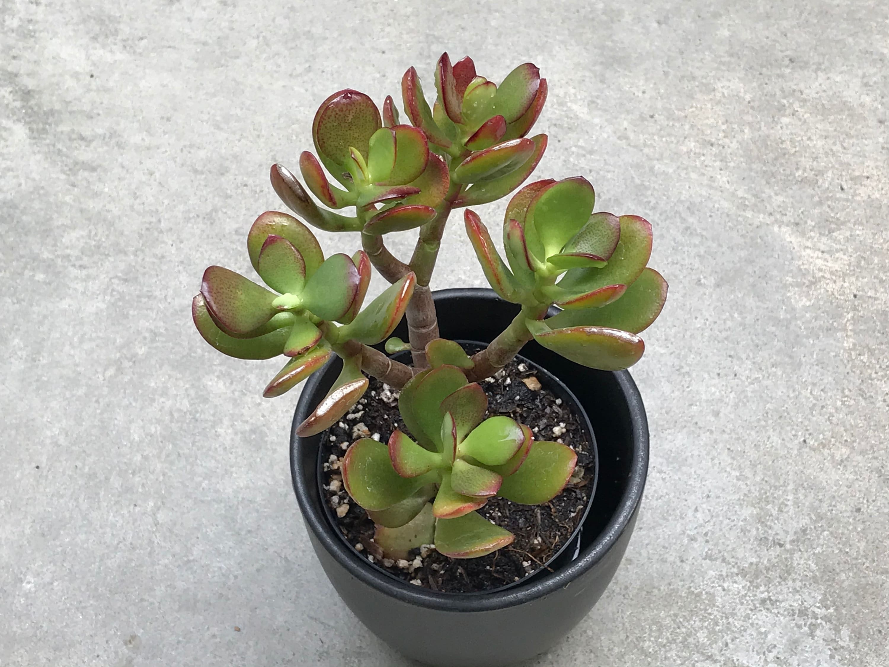 1 Rooted Jade Plant Money Tree-In a Plant Pot-Delivered-House Plants