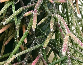 Rhipsalis pilocarpa Hairy Stemmed Cactus Unrooted Succulent Plant Cuttings