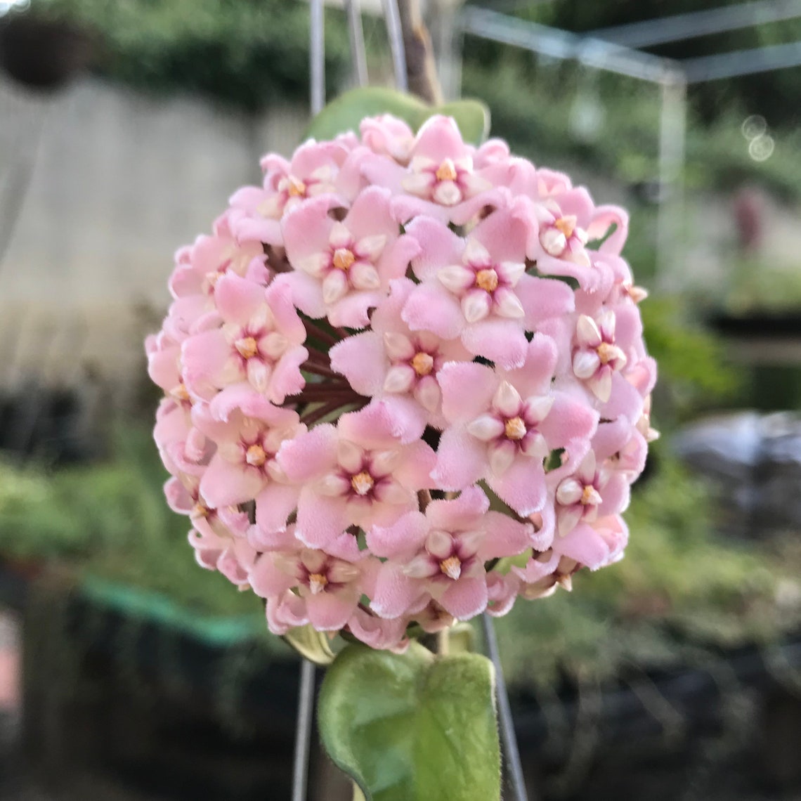 Hoya Carnosa Hindu Rope Hoya Rooted Plant Etsy