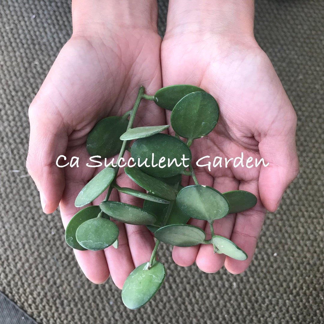 Xerosicyos Danguyi Silver Dollar Plant, Hanging Houseplant Succulent