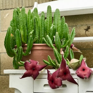 Stapelia grandiflora Star Fish Flower, Carrion Flower, Starfish Cactus, Unrooted Succulent Cuttings image 2