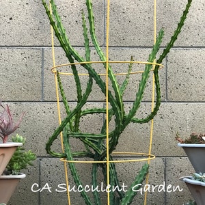 Selenicereus grandiflorus Queen of the night, Jungle Cactus, Lunar Flowers 3x 6 Unrooted Succulent Cuttings image 2