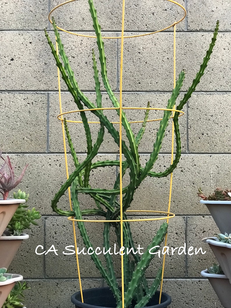 Selenicereus grandiflorus Queen of the night, Jungle Cactus, Lunar Flowers 3x 6 Unrooted Succulent Cuttings image 2