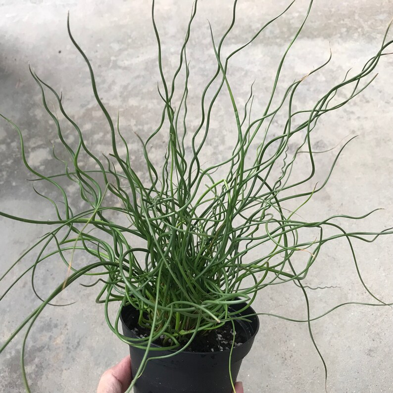 Juncus Effusus Spiralis Corkscrew Rush Rooted in a 4 Pot Etsy