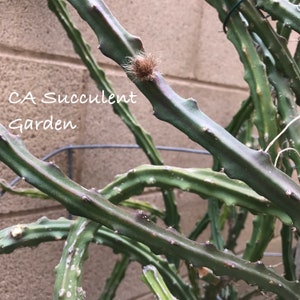 Selenicereus grandiflorus Queen of the night, Jungle Cactus, Lunar Flowers 3x 6 Unrooted Succulent Cuttings image 3