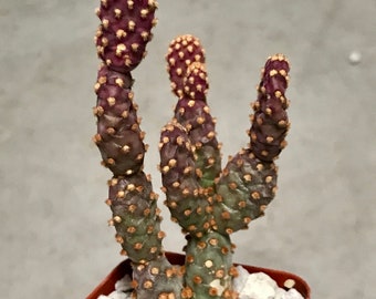 Opuntia Rufida Minima, Mini Cinnamon Cactus