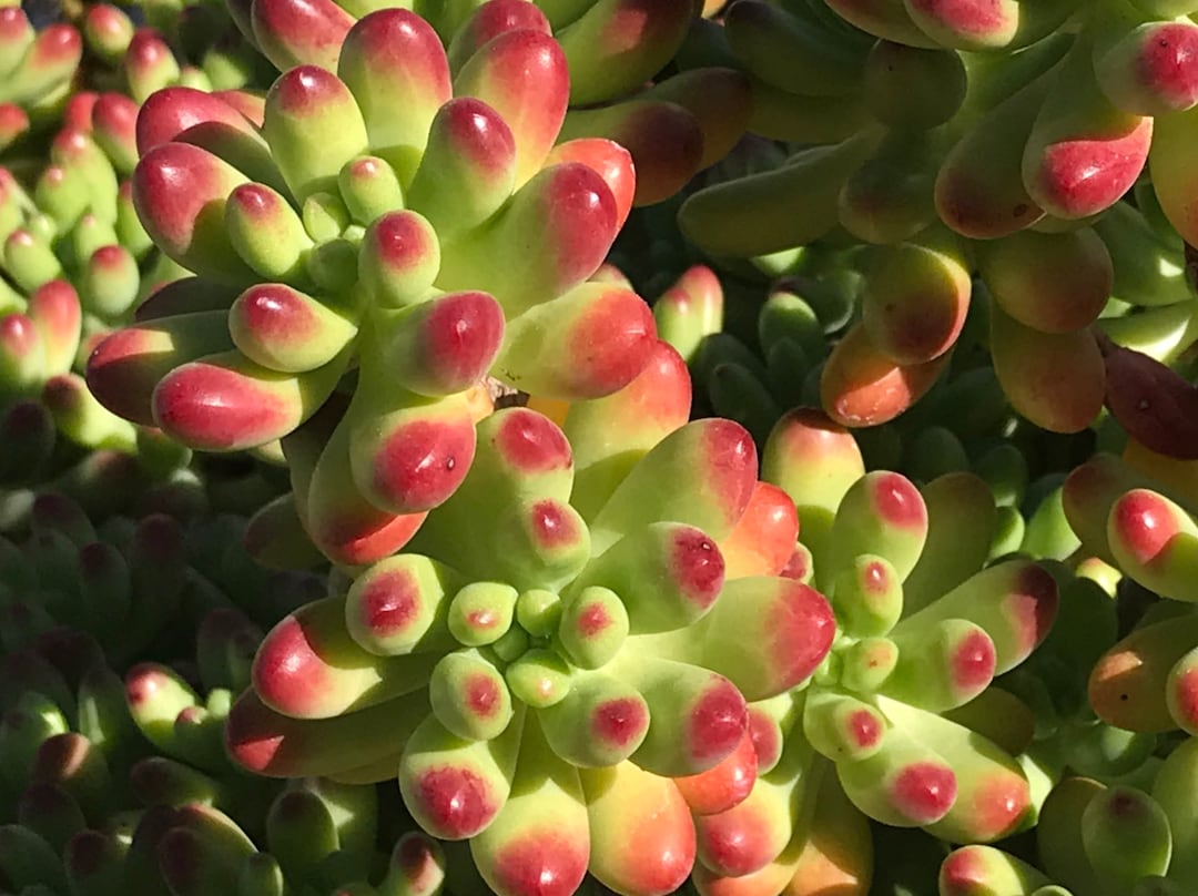 Sedum Pachyphyllum, Stonecrop, Jelly Bean Plant, Silverjelly Beans