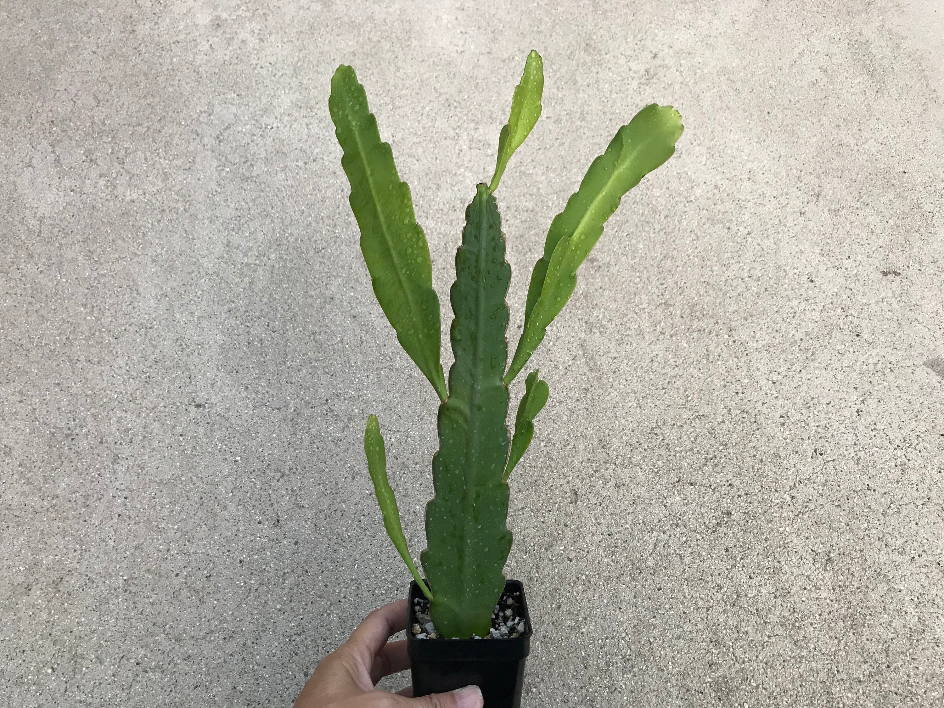 Cactus Succulent Plants Home Garden Epiphyllum Orchid Cactus Selenicereus Testudo Dog Tail Rooted Plant Bistrozdravo Com