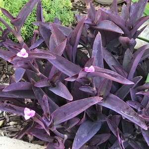 Tradescantia pallida, Purple Secretia, Purple Heart, Purple Queen Unrooted Plant Cuttings image 7