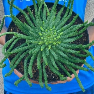 Euphorbia graniticola rooted cutting medusa plant euphorbia 