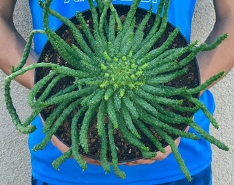 Euphorbia flanaganii Medusa's Head Rooted Succulent Plant 6" or 8"