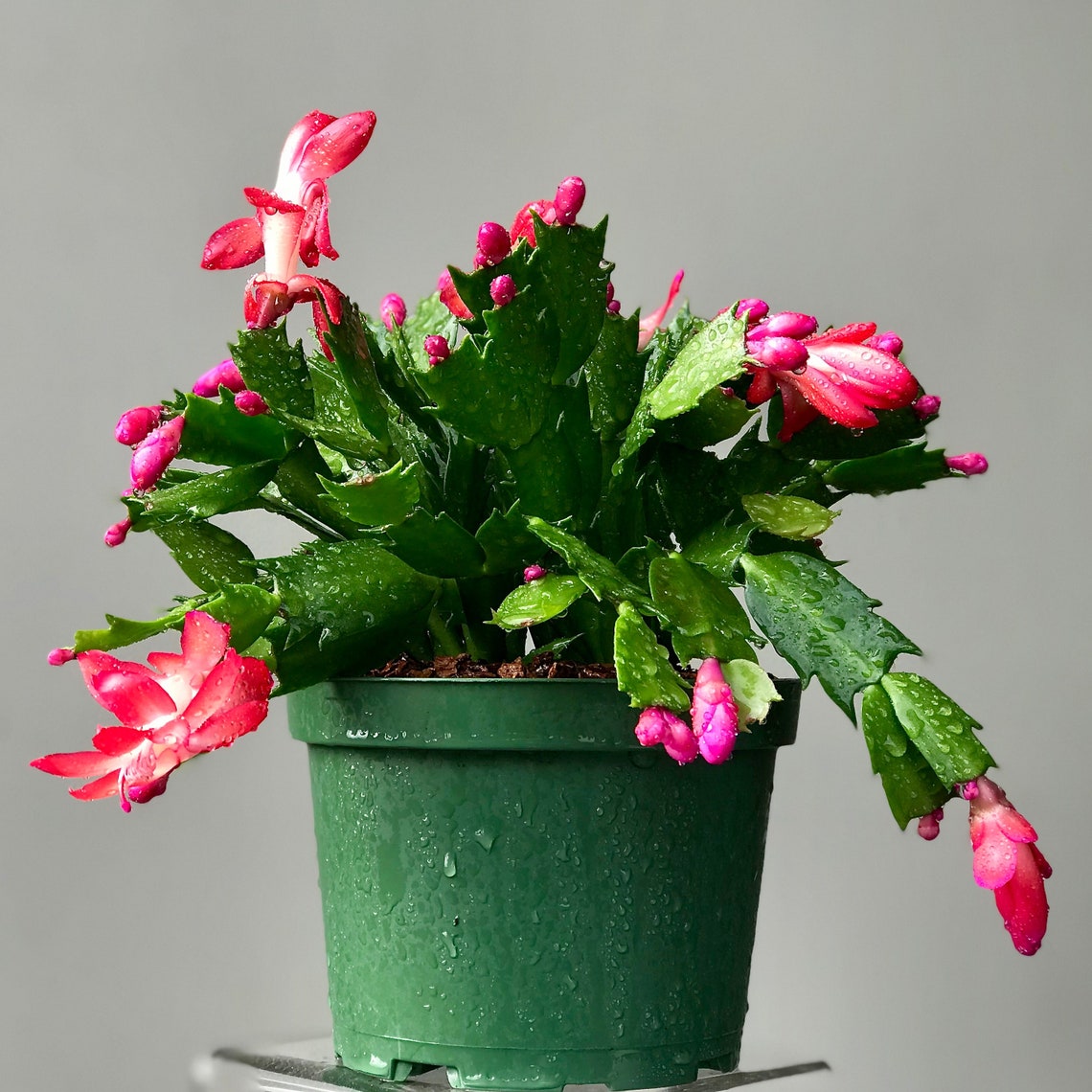 Holiday Cactus Schlumbergera Bridgesii 'thor Olga' Etsy