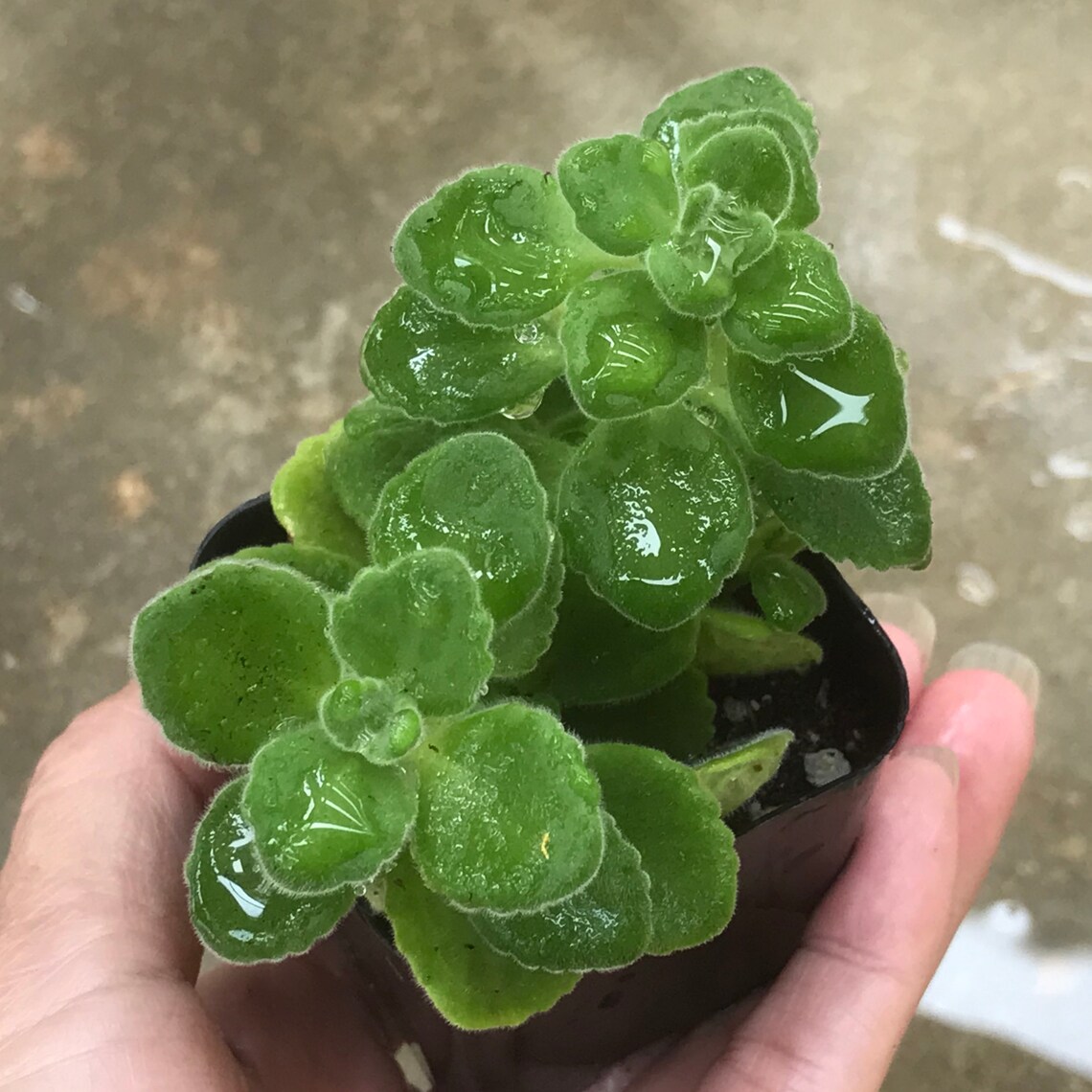 Plectranthus Rooted Succulent Plant smells like Vicks vapor Etsy