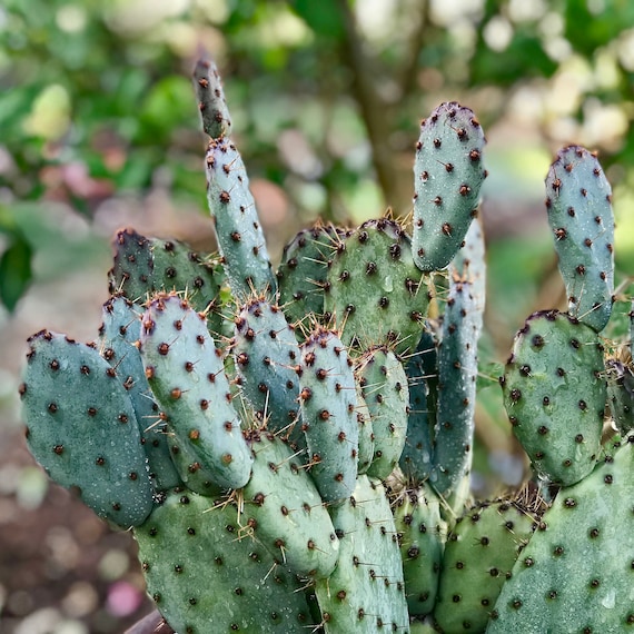 Cactus & Succulent Plants Live 10 Prickly Pear Opuntia Cactus Plant