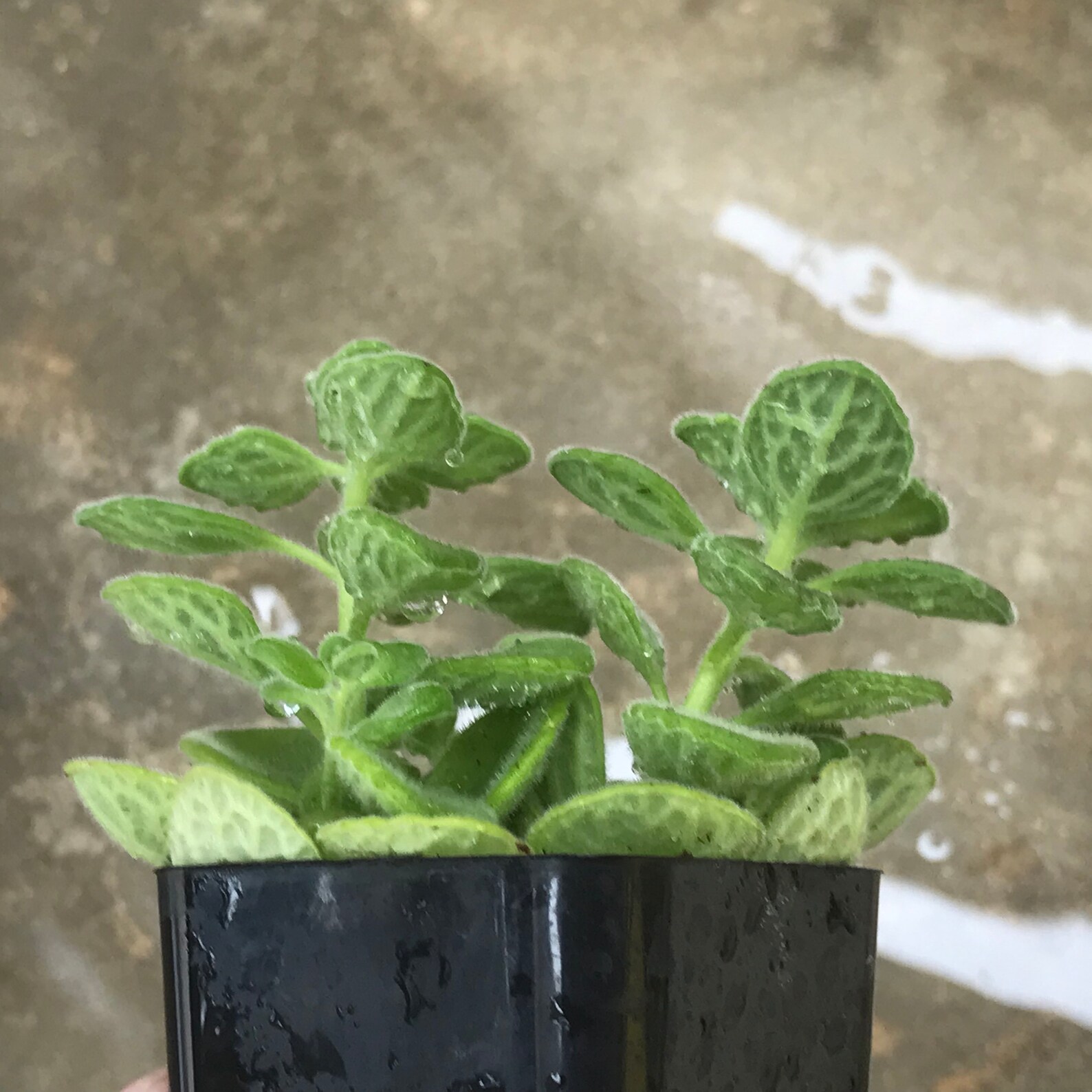 Plectranthus Rooted Succulent Plant smells like Vicks vapor Etsy