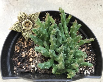 Stapelia variegata, Orbea variegata, Starfish Plant, Starfish Flower, Carrion Flower, Starfish Cactus, Unrooted Succulent Cuttings